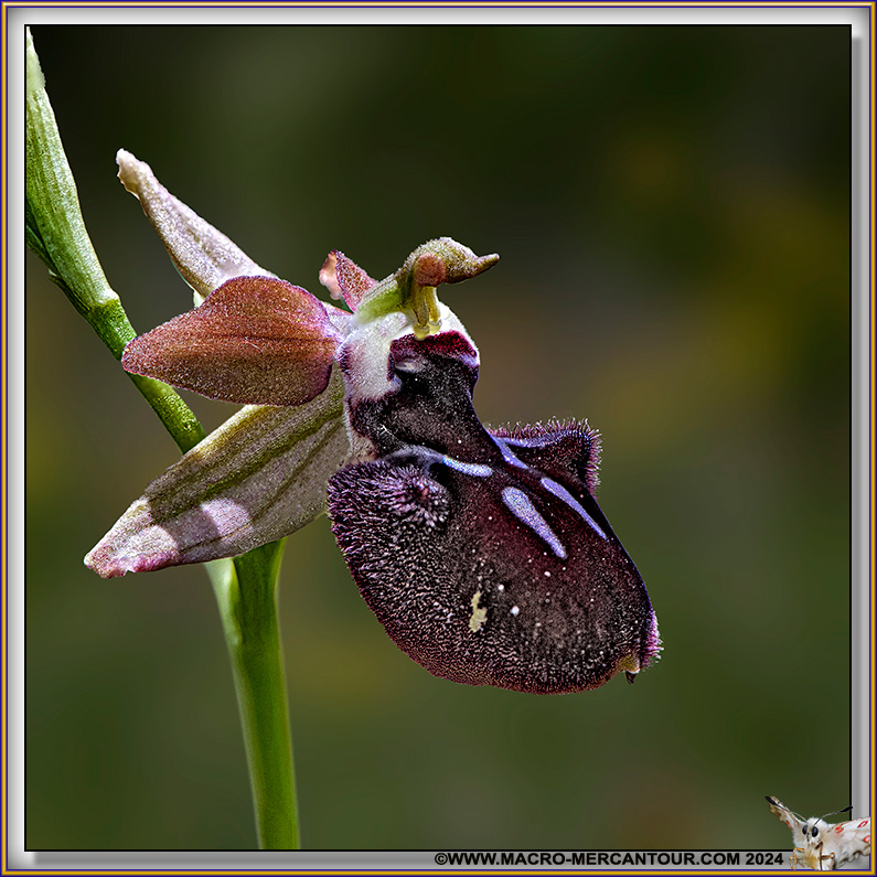 Ophrys Ligustica